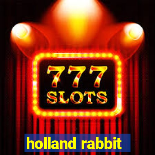 holland rabbit