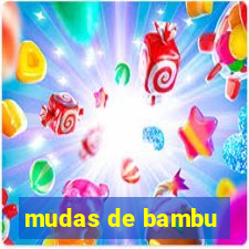 mudas de bambu