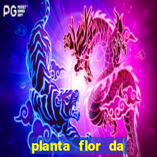 planta flor da fortuna como cuidar