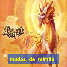 mudas de mirtilo em porto alegre