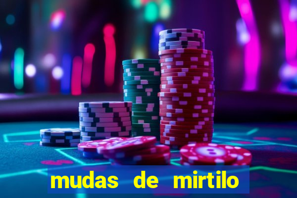 mudas de mirtilo em porto alegre