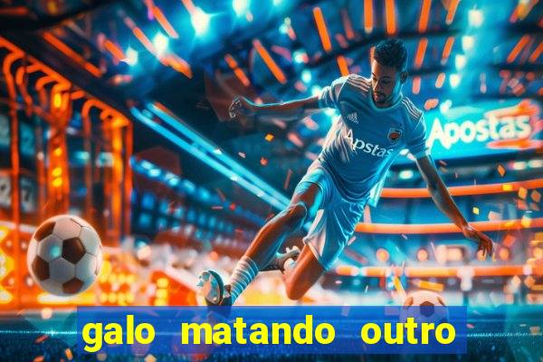 galo matando outro na espora