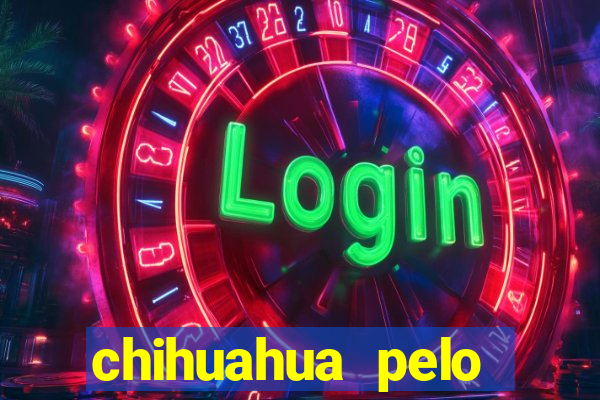 chihuahua pelo longo pre莽o