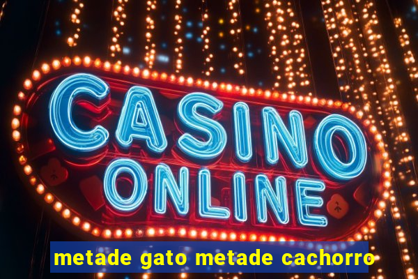 metade gato metade cachorro