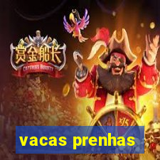 vacas prenhas