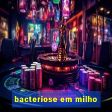 bacteriose em milho