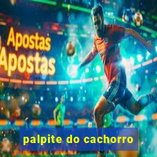 palpite do cachorro