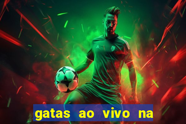 gatas ao vivo na web cam